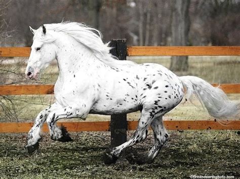 10 best Horses - Friesian x Appaloosas images on Pinterest | Appaloosa horses, Friesian horse ...