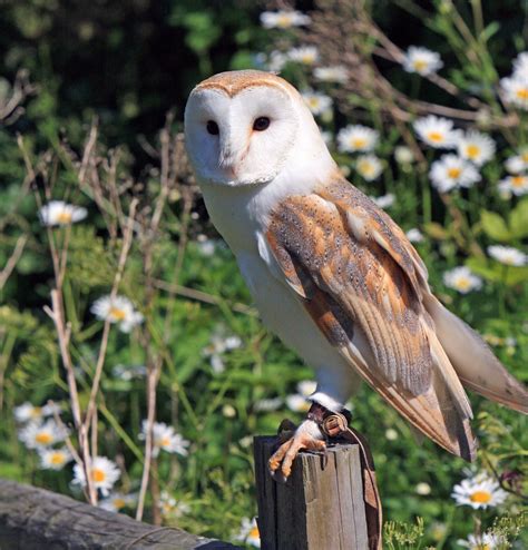 Barn Owl Free Stock Photo - Public Domain Pictures