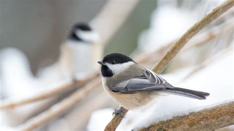 Chickadees At Your Feeder - Bird Buddy Blog