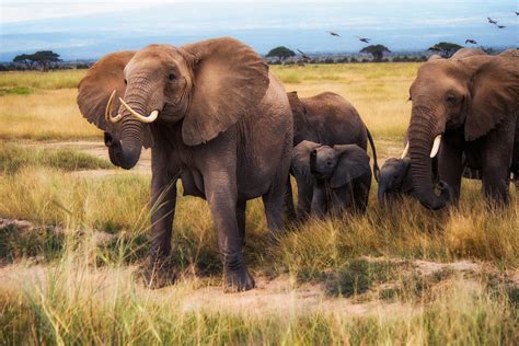 Best Elephant Safari Tours in Africa: Safari with Elephants