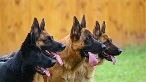 10 Noble Facts About German Shepherds | Mental Floss