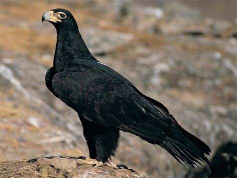 Endangered Wildlife Trust | National animal, Types of eagles, Eagles