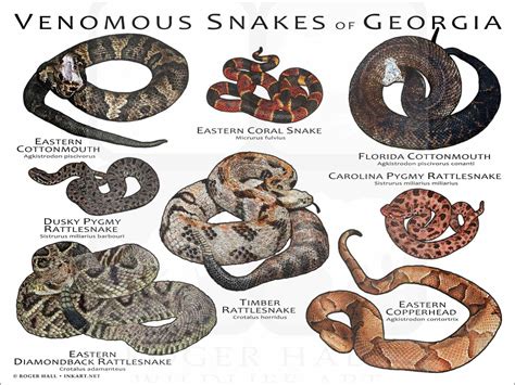 Venomous Snakes of Georgia Poster Print