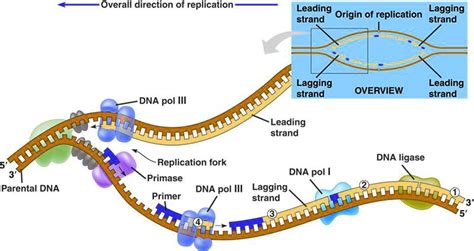 SOLVED: Overall direction of replication Leading Lagging Origin of ...