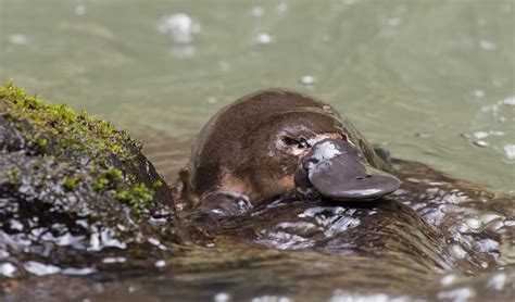 Rare platypus close encounter - Australian Geographic - Young platypus climbs from the water to ...