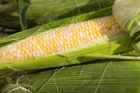 Sweet & delicious corn harvest – Fairfields Organics