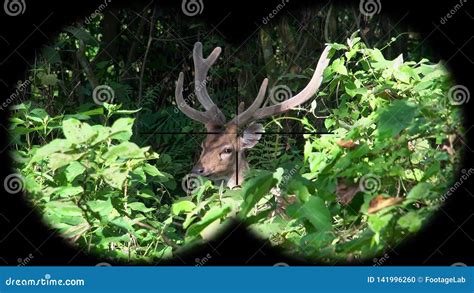 Male Spotted Deer Also Called Chital or Cheetal Axis Axis Seen through Binoculars. Watching ...