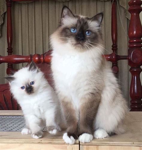 Zalara Brimans - Birman Cat Breeder, Heathcote, VIC