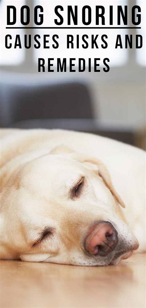 Dog Snoring: Why Do Dogs Snore, And Is It Normal?