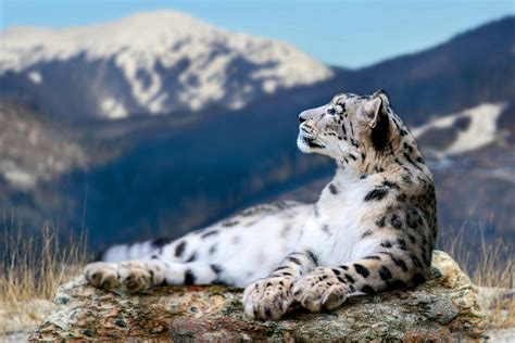 How snow leopards and nomads coexist on the Tibetan Plateau - Earth.com