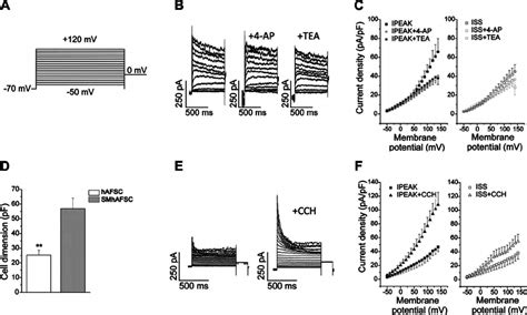 Patch-clamp analysis of SMhAFSCs. A , B ) Voltage step stimulation ...