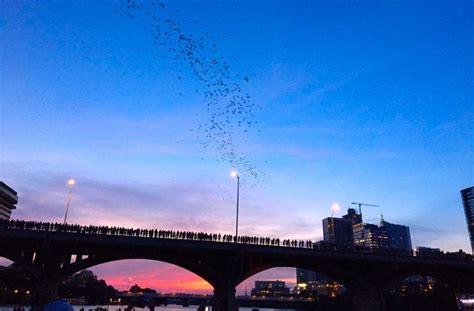 Guide to Seeing the Bats in Austin - Do512 Family