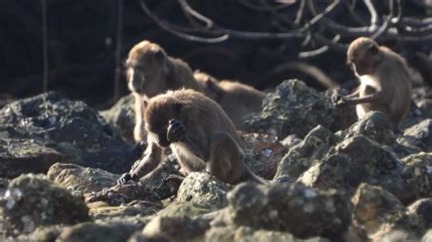 Monkeys and the use of stone tools: study | CTV News