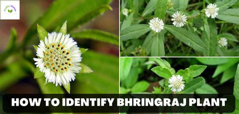 How to Identify Bhringraj Plant