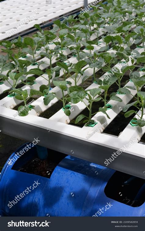 Hydroponic Nutrient Film Technique Nft System Stock Photo 2209582859 ...