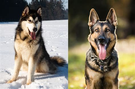 Alaskan Shepherd Dog Breed Pictures, Characteristics, and Facts