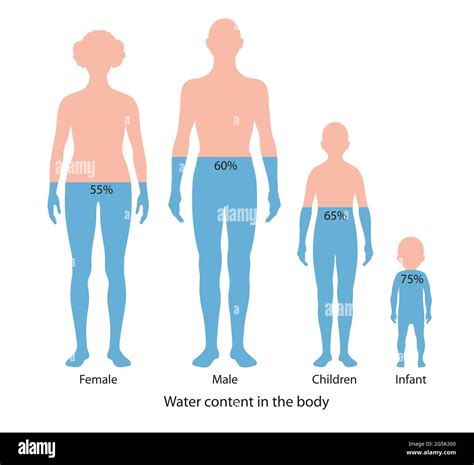 Water content in human body. Diagram Stock Photo - Alamy