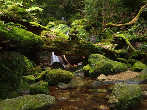 Deep-forest Yakushima adventure through Yakusugi Land to Yamato Sugi