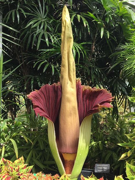 Aloha from Hawaii: The Rare, Giant corpse flower at Foster Botanical garden has bloomed