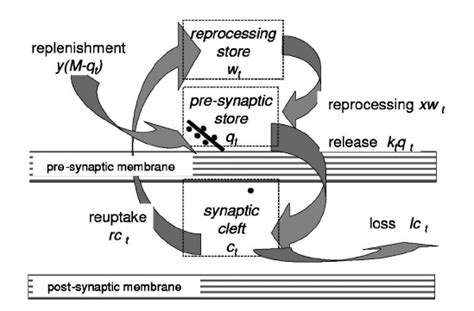 3: Schematic diagram of the release and recycling of neurotransmitters... | Download Scientific ...