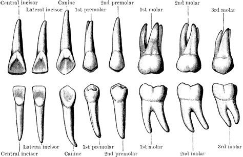 Cingulum Tooth