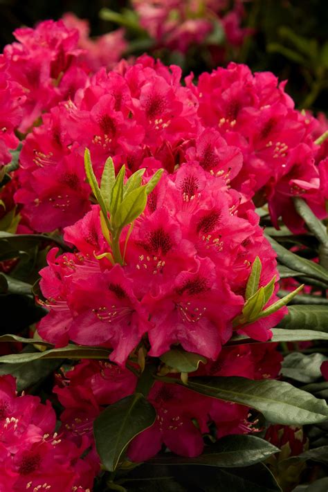 Rhododendron: How to Plant and Grow Rhododendron Bush | HGTV