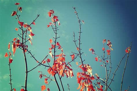 Wallpaper : fall, leaves, red, sky, branch, blossom, spring, 2007, tree, leaf, flower, flora ...