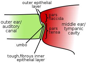 Tympanic Membrane Overview, Function & Anatomy - Lesson | Study.com