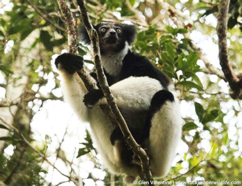 Madagascar Wildlife is Truly Epic and Here are the Pictures to Prove It