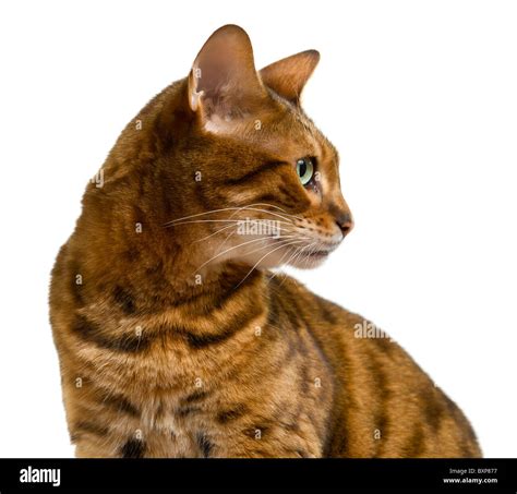 Cat side profile hi-res stock photography and images - Alamy