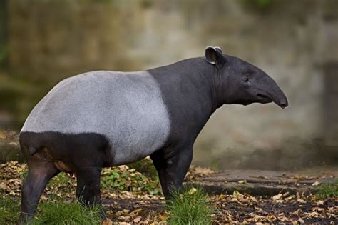 Malayan Tapir