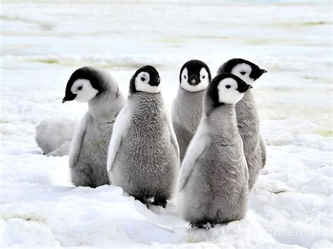 Emperor Penguin Chicks On The Snow In Photograph by Vladsilver