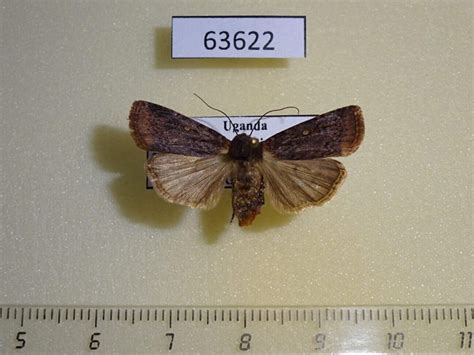 Noctuidae sp. f Uganda - Fareastinsects