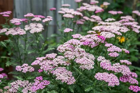 How to Grow and Care for Yarrow Plants