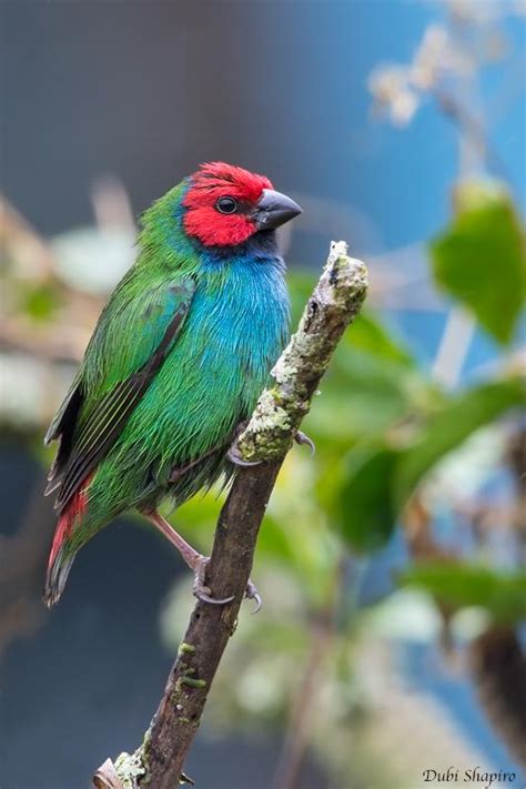 Fiji Parrotfinch | Pajaros, Aves, Exótico