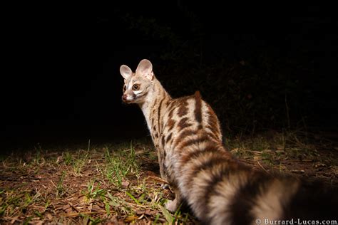 Camera Trap Photography Made Easy! - Will Burrard-Lucas Blog