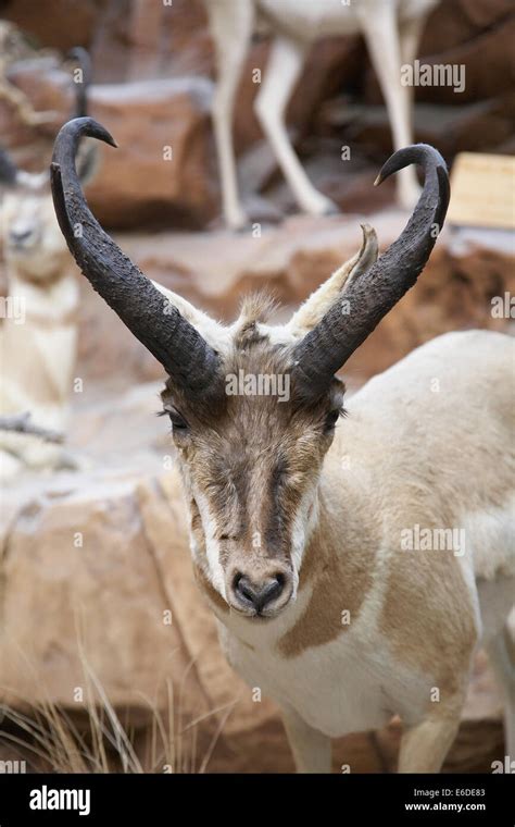 A Pronghorn Antelope portrait, a species of artiodactyl mammal indigenous to interior western ...