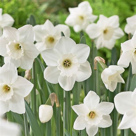 Narcissus 'Stainless' | White Flower Farm