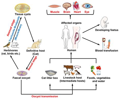 Toxoplasma Gondii Life Cycle In Humans