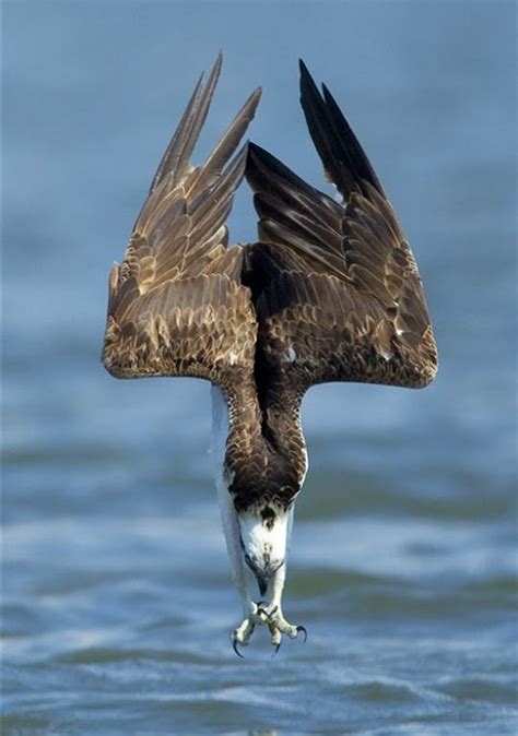 An Osprey Diving For Food