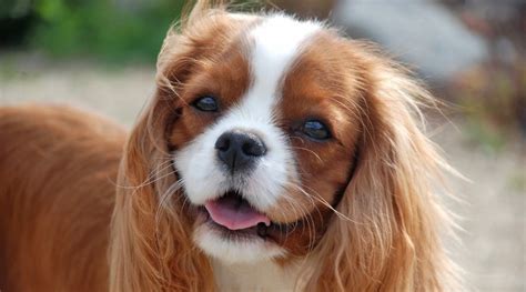 Cavalier King Charles Spaniel Breed Info: Facts, Traits, Pictures & More