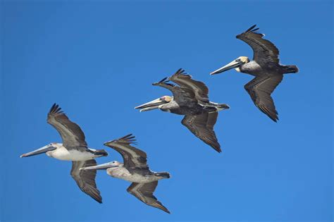 Southwest Daily Images: Pelicans in Flight