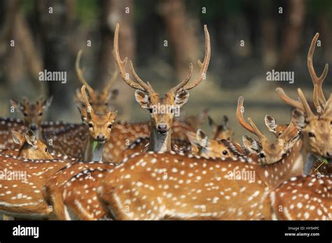 Spotted deer at Katka wildlife sanctuary in Sundarbans. Bagerhat ...