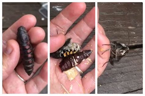 Hawk Moth Pops out of Cocoon in Woman's Hand in Gross—Yet Fascinating—Video - Newsweek