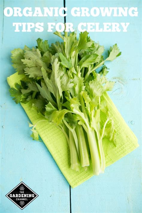 Growing Organic Celery - Gardening Channel