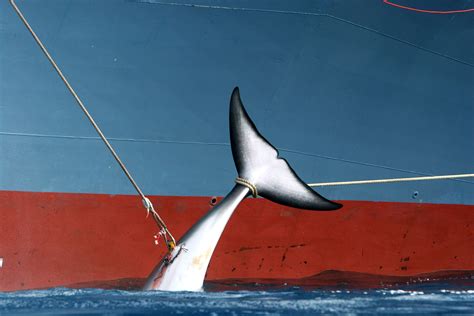 The Japanese Barely Eat Whale. So Why Do They Keep Whaling? | WIRED