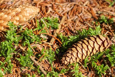 Forest soil texture background. The ground in a forest with pine cones, moss, grass, pine ...