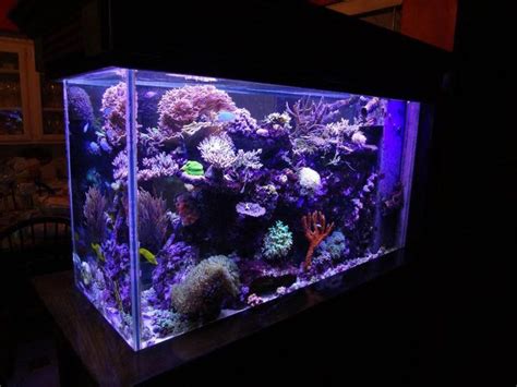 30 Gallon Saltwater Aquarium Kit | Aquarium, Aquarium design, Reef aquarium