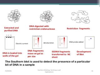 Applications of Southern Blotting | PPT