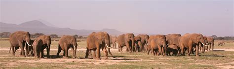 Why Do Elephants Live In Groups